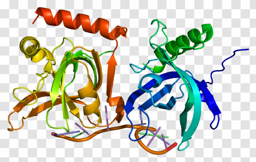 POT1 Telomere Protein Molecular Biology Gene - Positivesense Singlestranded Rna Virus Transparent PNG