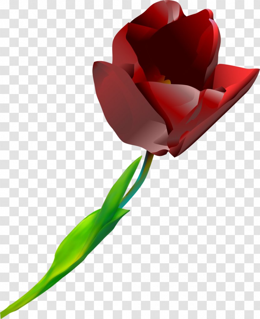 Tulip Cut Flowers Red Plant Transparent PNG