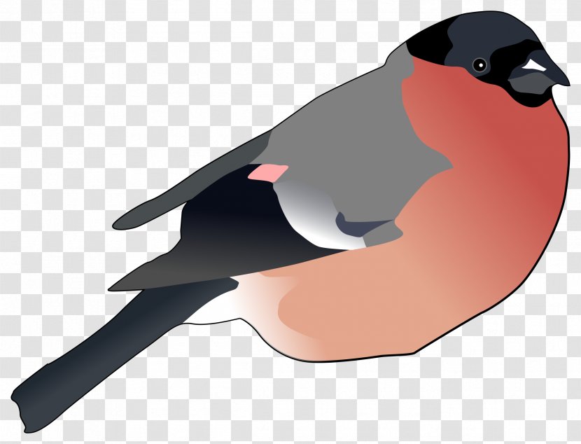 Finch Clip Art - Wing - Bullfinch Transparent PNG