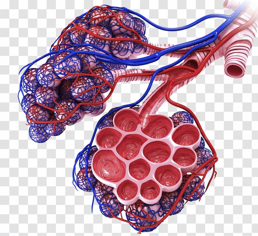 Lung Respiratory System Pulmonary Alveolus Anatomy Bronchiole - Alveolar Venous Blood Vessels Transparent PNG