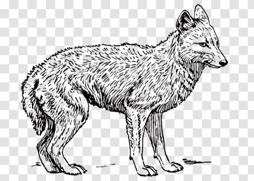 Dog Coyote Black-backed Jackal Clip Art - Wolf Transparent PNG
