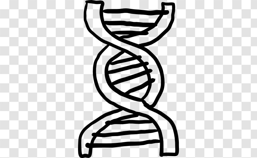 DNA Drawing Clip Art - Dna - Structure Human Transparent PNG