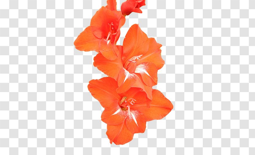 Rosemallows Gladiolus Cut Flowers Petal - Malvales - Courage Transparent PNG