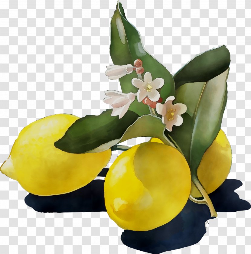 Lemon Yellow Cut Flowers Citrus - Fruit - Anthurium Transparent PNG