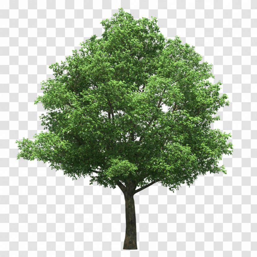 Stock Photography Tree Royalty-free Talipariti Elatum - Bonsai Transparent PNG