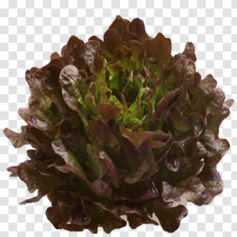 Mesclun Salad Vegetable Leaf Lettuce Food - Leaves Transparent PNG