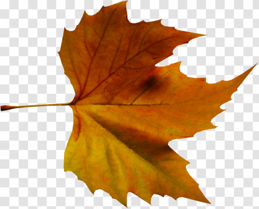 Maple Leaf Paginas Soltas Ao Vento: Poesia E Pensamentos Autumn Color Transparent PNG