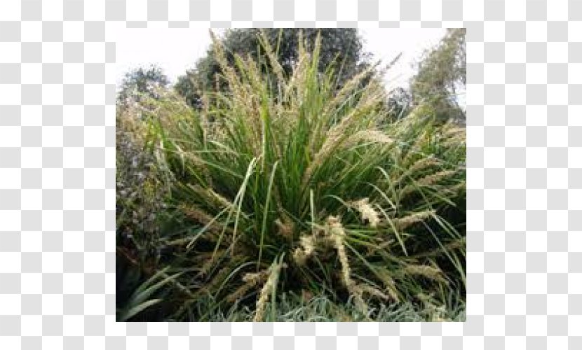 Plant Lomandra Longifolia Tree Soil - Vetiver - Crepe Myrtle Transparent PNG