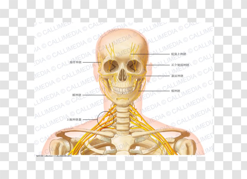 Head And Neck Anatomy Vein Human Body - Cartoon - Auriculotemporal Nerve Transparent PNG