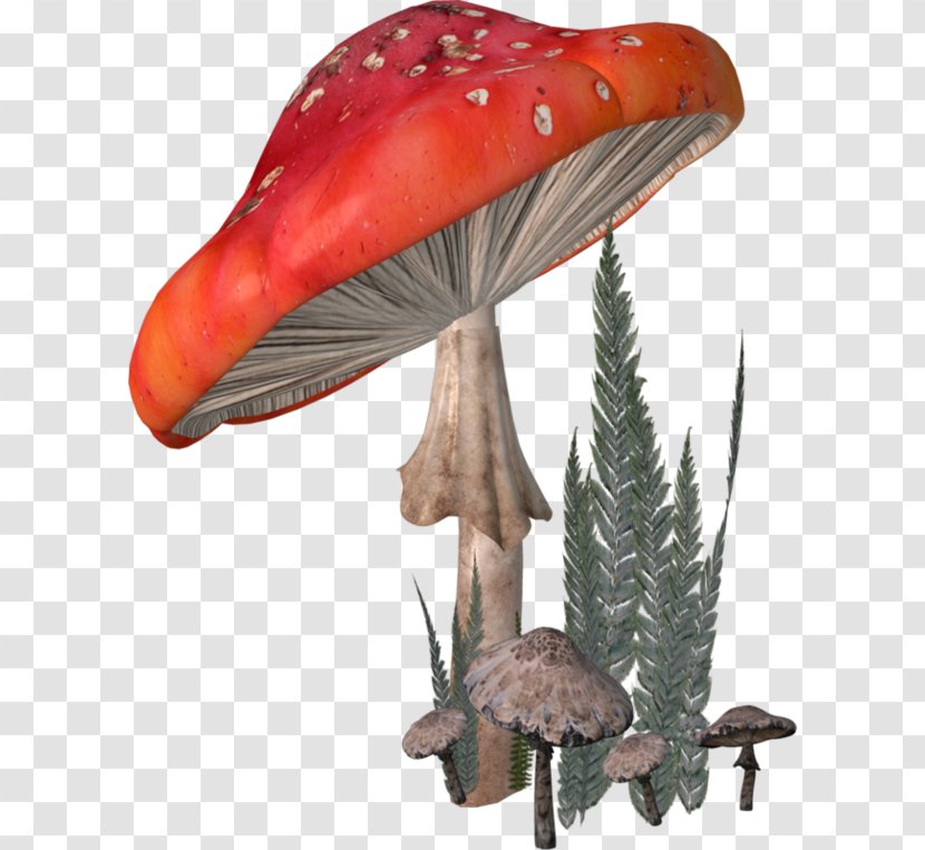 Fungus Agaricaceae Amanita Clip Art - Edible Mushroom Transparent PNG