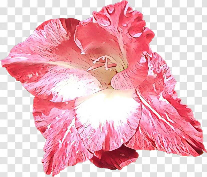 Petal Pink Flower Hawaiian Hibiscus Plant - Gladiolus Transparent PNG