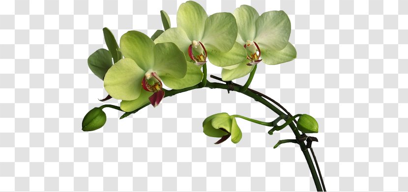 Flower Moth Orchids Boat Orchid Color Clip Art - Leaf Transparent PNG