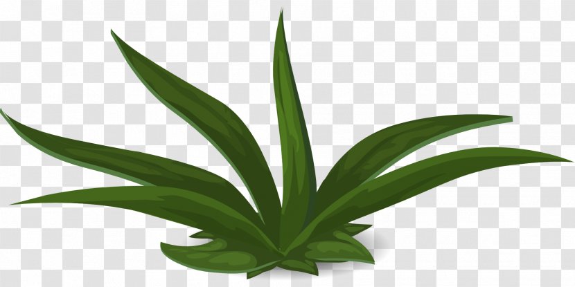 Plant Green Aloe Vera - Grass - Jungle Transparent PNG