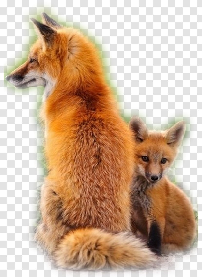Red Fox Dog Illinoian Infant - Fauna Transparent PNG