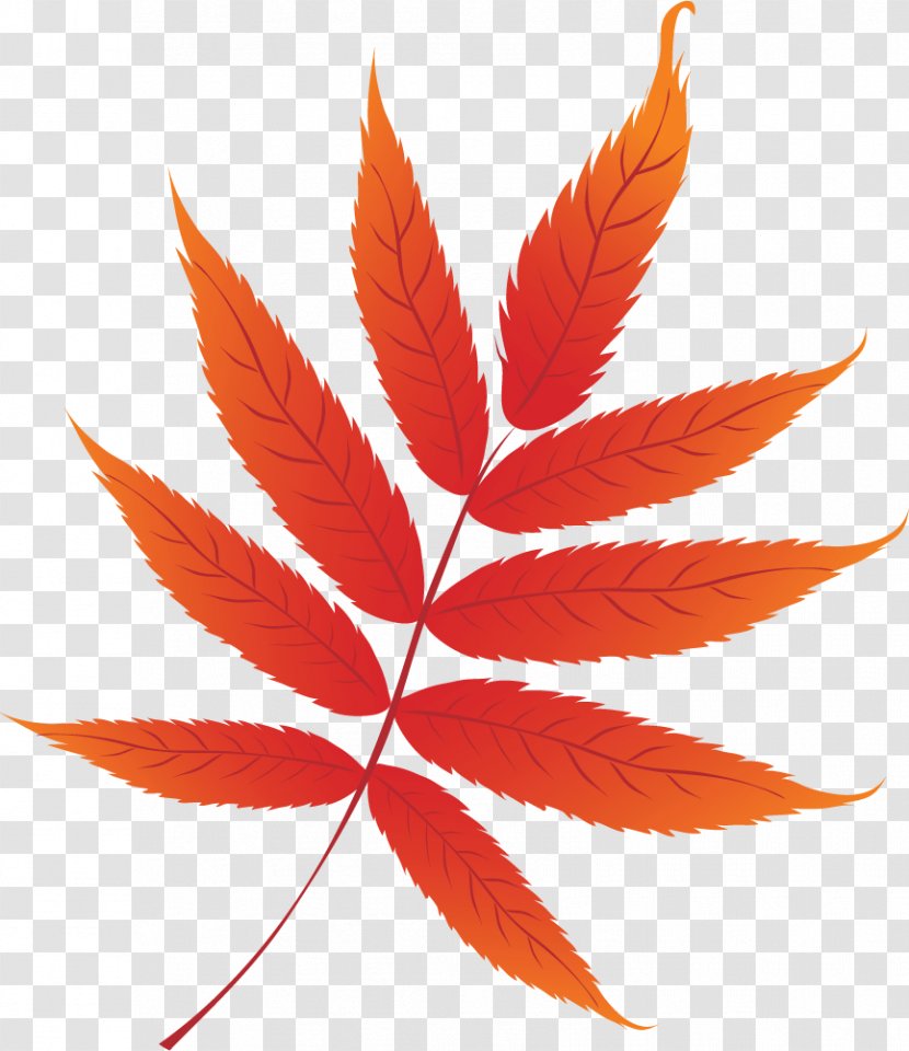 Autumn Leaf Color Clip Art - Tree - Floral Transparent PNG