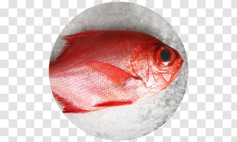 Fishing Northern Red Snapper Scorpaena Scrofa Rascasse - Sargo - Fish Transparent PNG