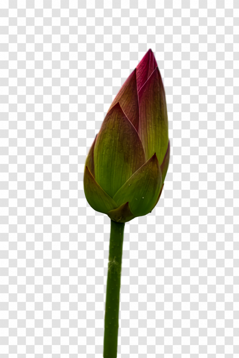 Plant Stem Tulip Leaf Bud Petal Transparent PNG