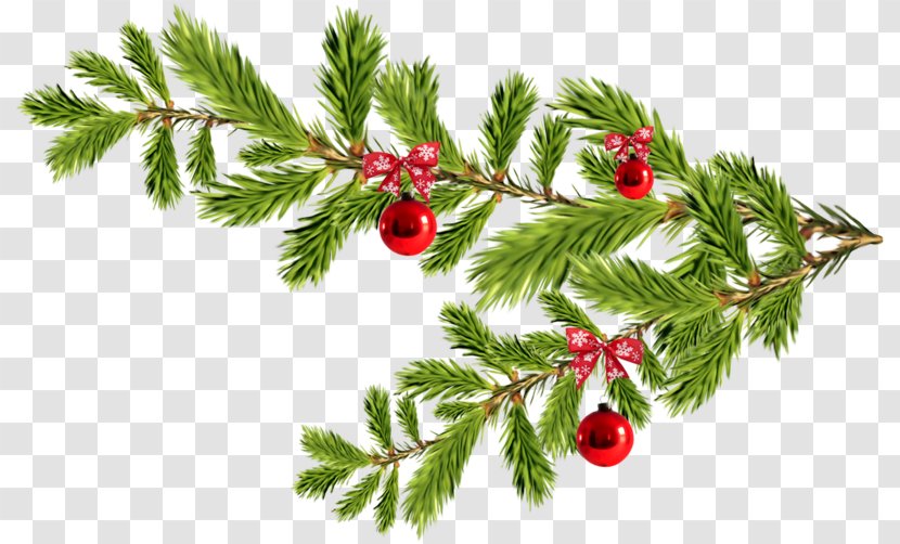 Fir Christmas Ornament Spruce Day Image - Chinese Hawthorn - Santa Claus Transparent PNG