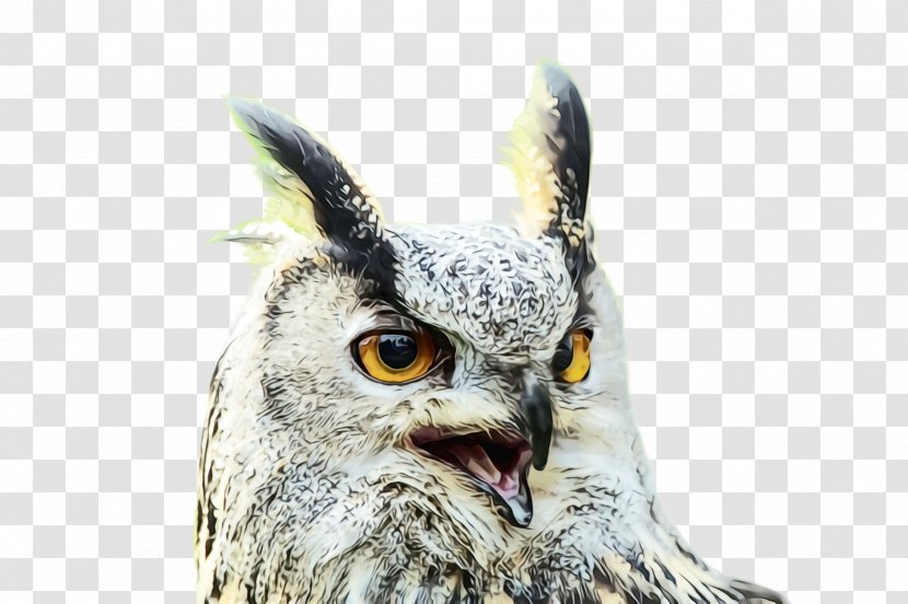 Owl Bird Of Prey Beak Eastern Screech - Great Horned Transparent PNG