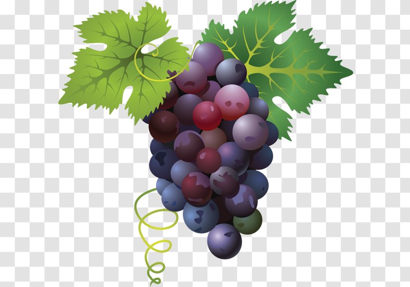 Common Grape Vine Clip Art - Grapevine Family Transparent PNG