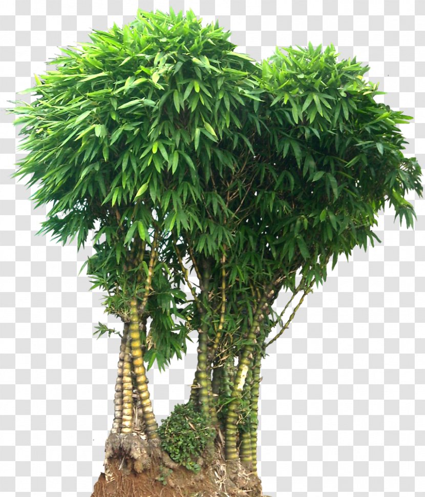 Bamboo Bambusa Vulgaris Phyllostachys Ventricosa Ornamental Plant - Arecales Transparent PNG