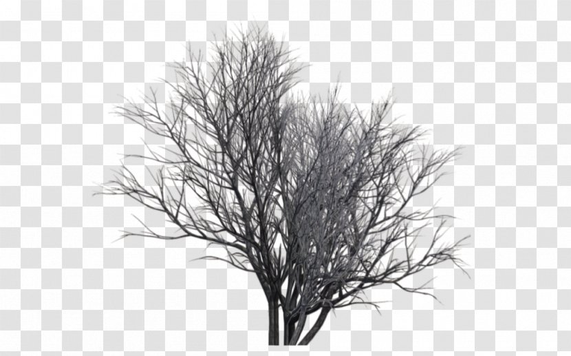Monochrome Photography Tree - Winter Trees Transparent PNG