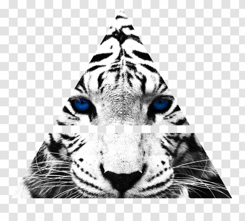Tiger's Curse White Tiger Desktop Wallpaper Felidae Zoo - Fur - Paw Transparent PNG