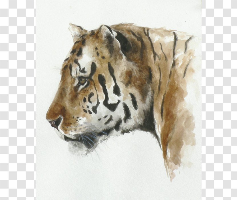 Tiger Whiskers Cat Fur Snout Transparent PNG