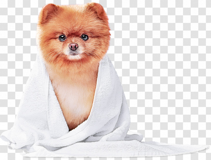 Pomeranian German Spitz Snout Companion Dog Fur Transparent PNG