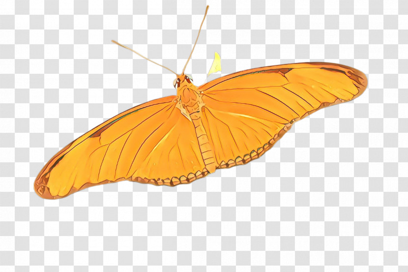 Orange Transparent PNG