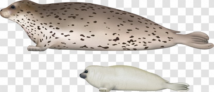 Harbor Seal Sea Lion Walrus Spotted - Seals Transparent PNG