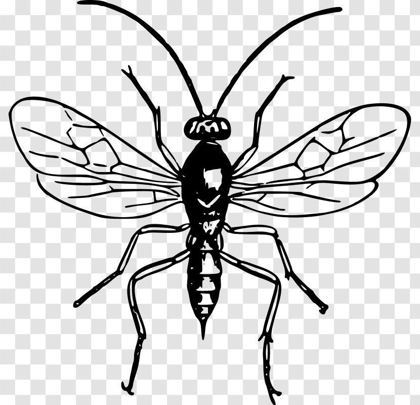 Hornet Line Art Black And White Clip - Arthropod - Wasp Transparent PNG