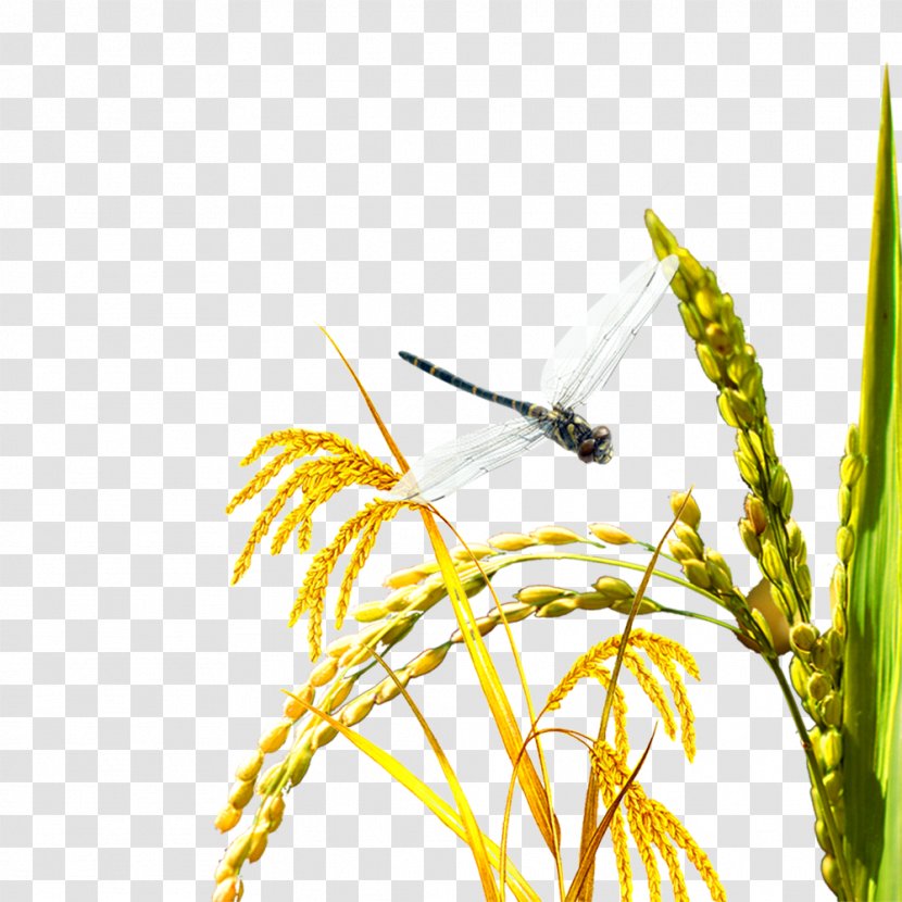 Oryza Sativa Rice Download Poster Agriculture - Yellow - Harvest Transparent PNG