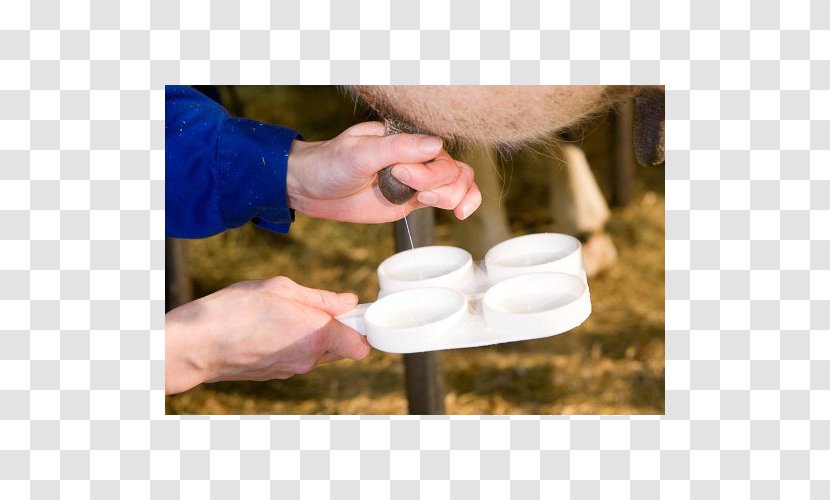 Taurine Cattle Milk California Mastitis Test In Dairy Transparent PNG