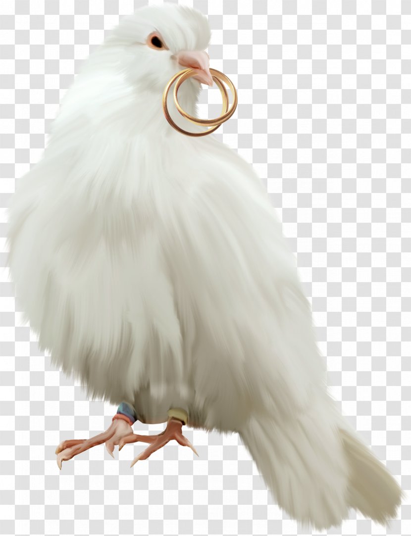 Bird Parrot Domestic Pigeon Columbidae Owl - Dangling Metal Ring Transparent PNG
