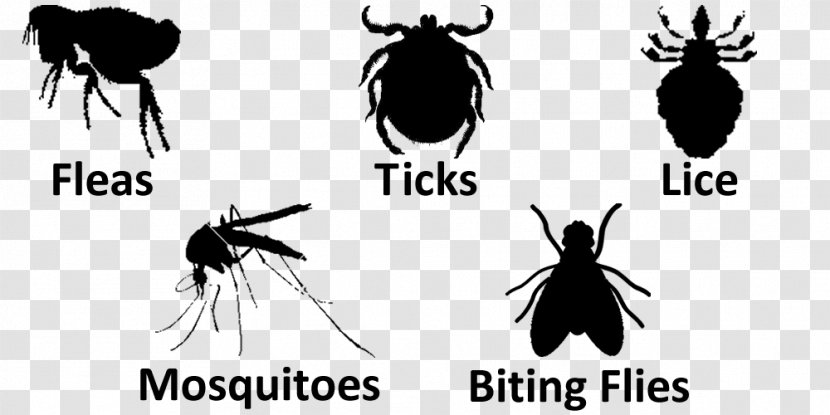 Mosquito Insect Logo Tick Font - Arthropod Transparent PNG
