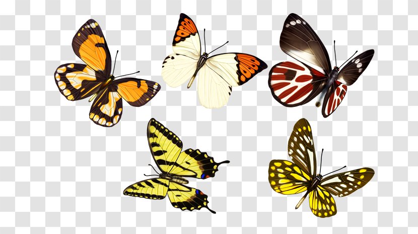 Monarch Butterfly Clip Art - Wing Transparent PNG