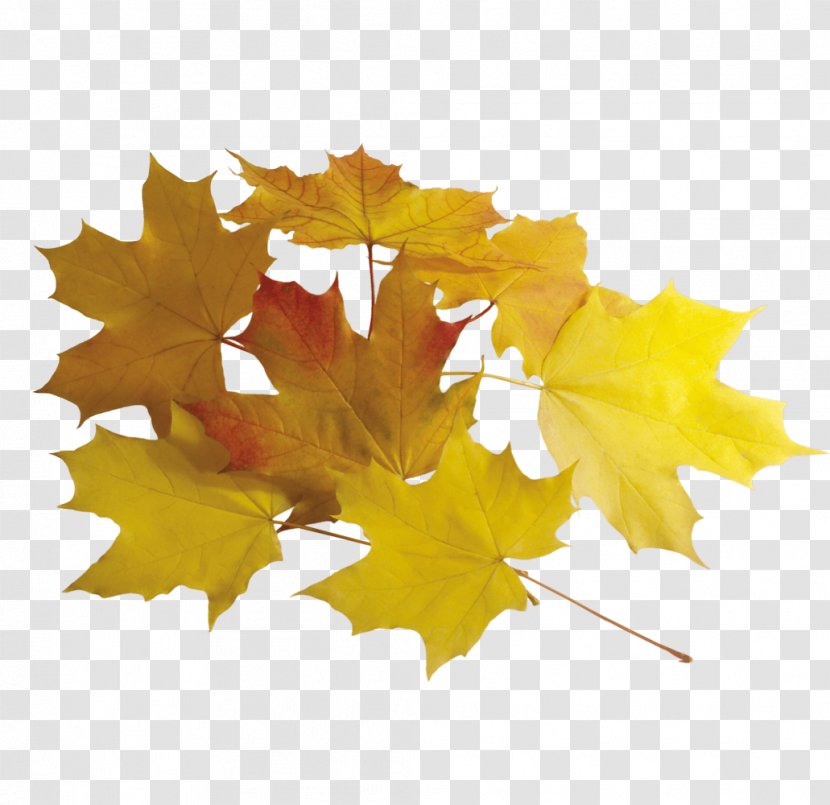 Maple Leaf Clip Art - Yellow Leaves Transparent PNG