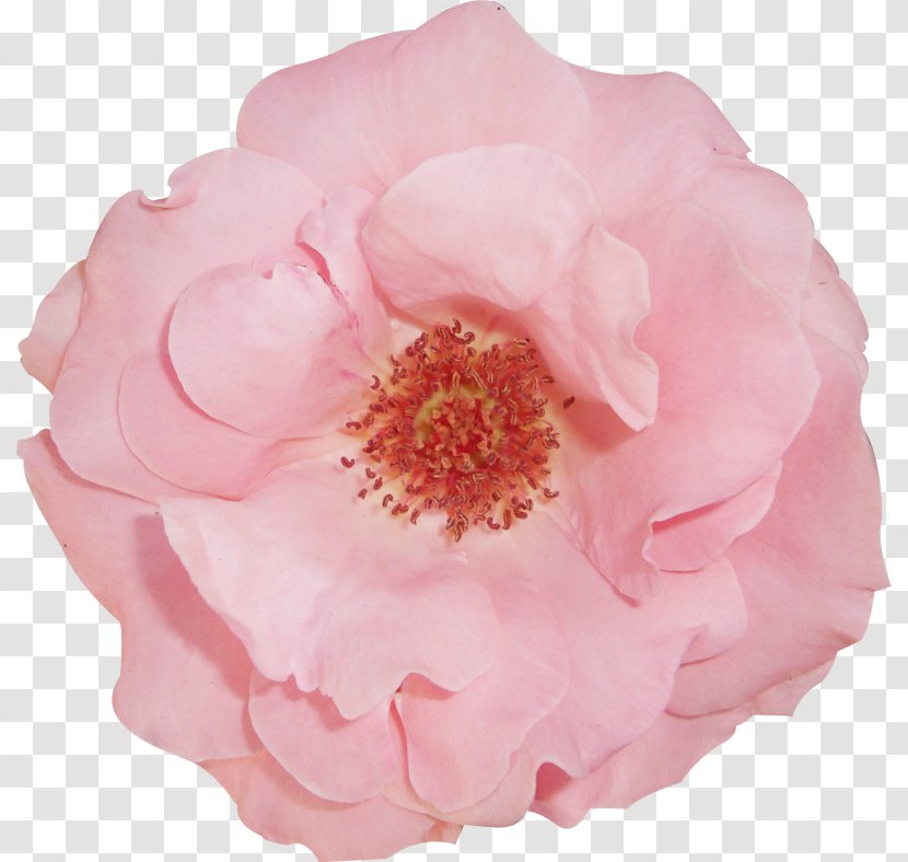 Centifolia Roses Garden Yarn Floribunda - Cut Flowers - Flower Transparent PNG