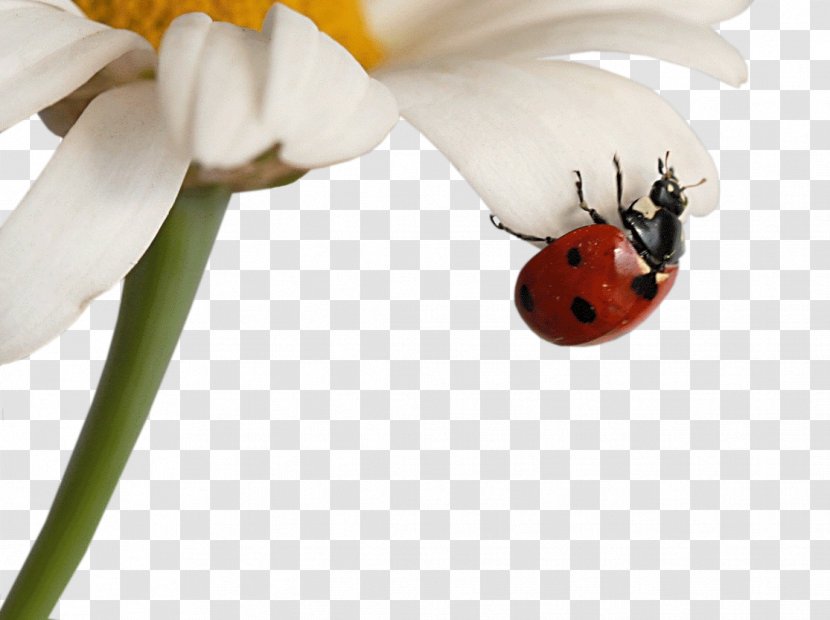 Insect Matricaria Coccinella Desktop Metaphor Wallpaper - Pollinator - Ladybug Transparent PNG