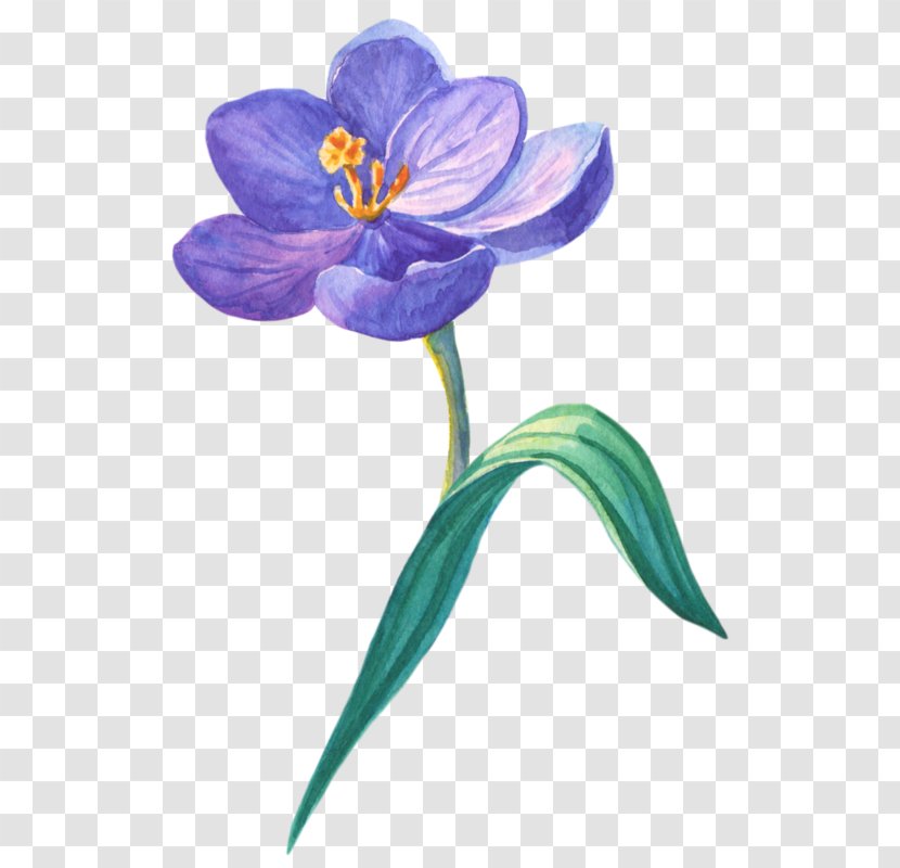 Blue Iris Flower - Wildflower - Dayflower Family Transparent PNG