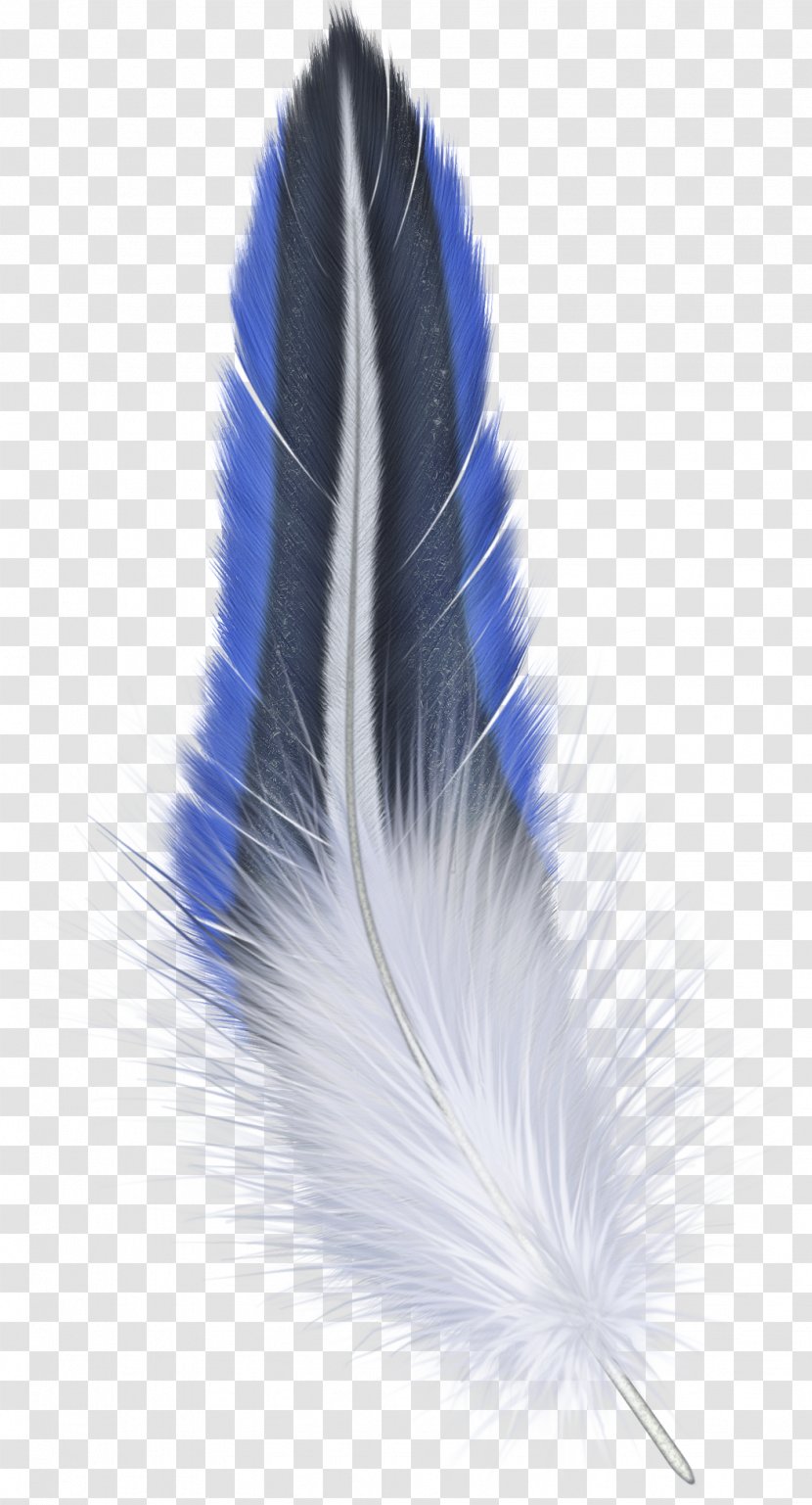 Feather - Color - Computer Graphics Transparent PNG