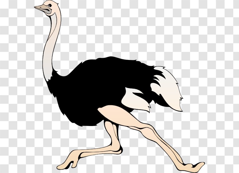 Common Ostrich Clip Art - Bird Transparent PNG