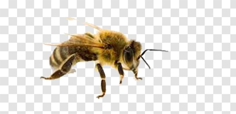 Western Honey Bee Insect Sting Beehive - Beekeeping Transparent PNG