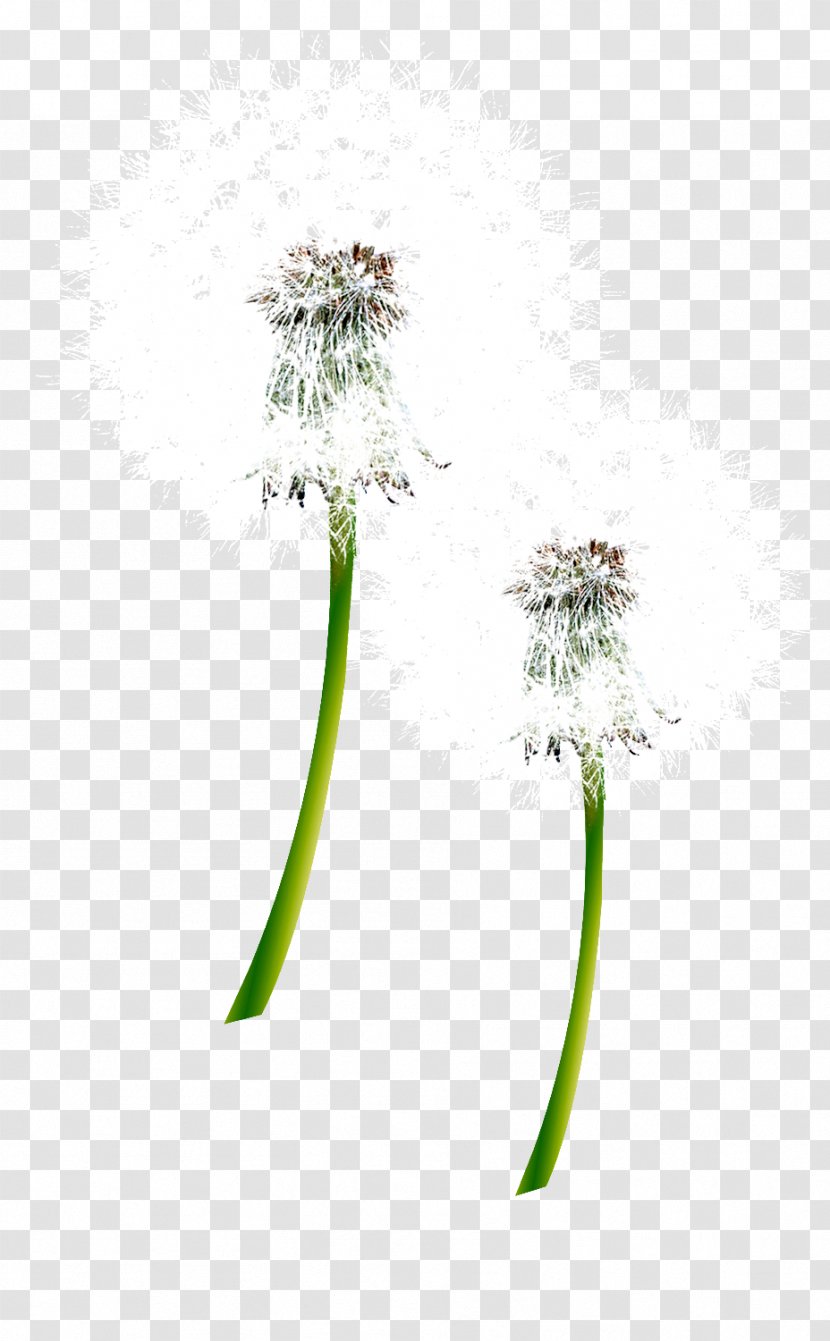 Dandelion Plant Flower Google Images Transparent PNG