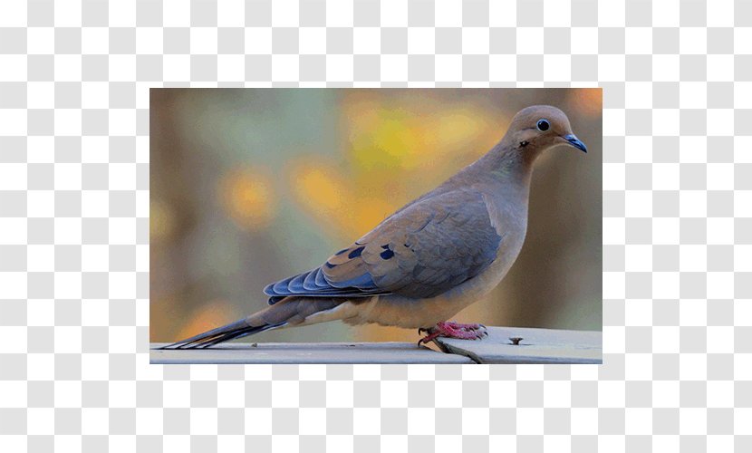 Stock Dove Columbidae Zenaida Doves Fauna Feather - Taxonomy Transparent PNG