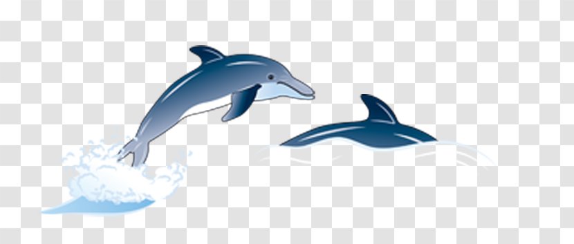 Icon - Mammal - Cartoon Dolphin Transparent PNG