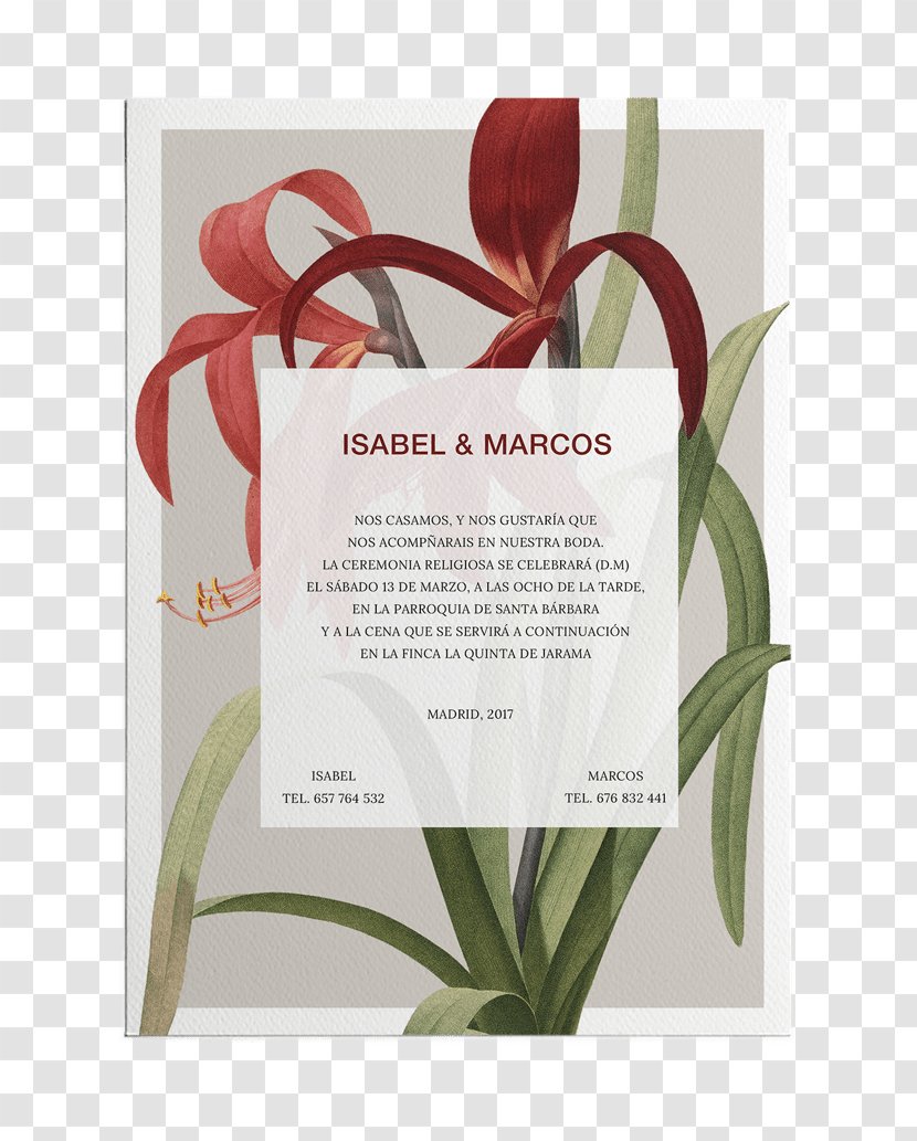 Floral Design Paper Convite Giclée - Petal Transparent PNG