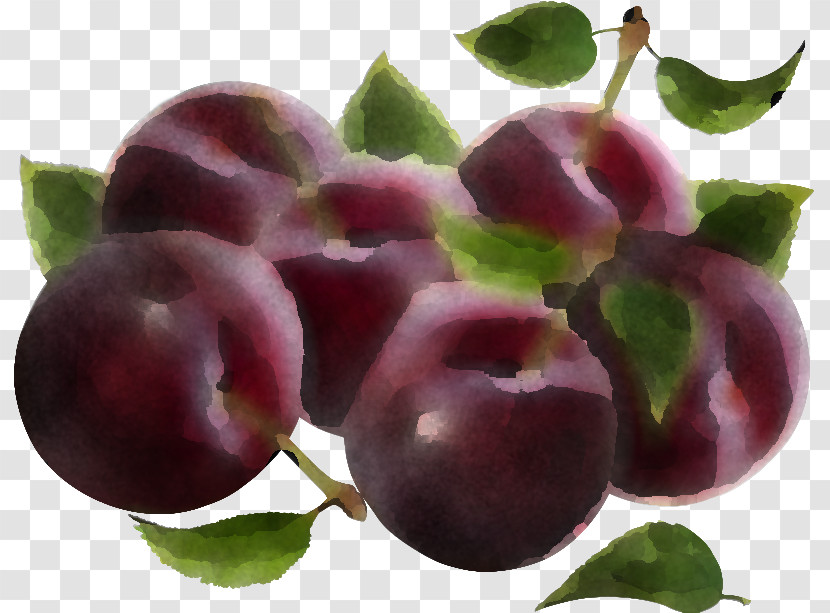 European Plum Fruit Plant Natural Foods Purple Transparent PNG