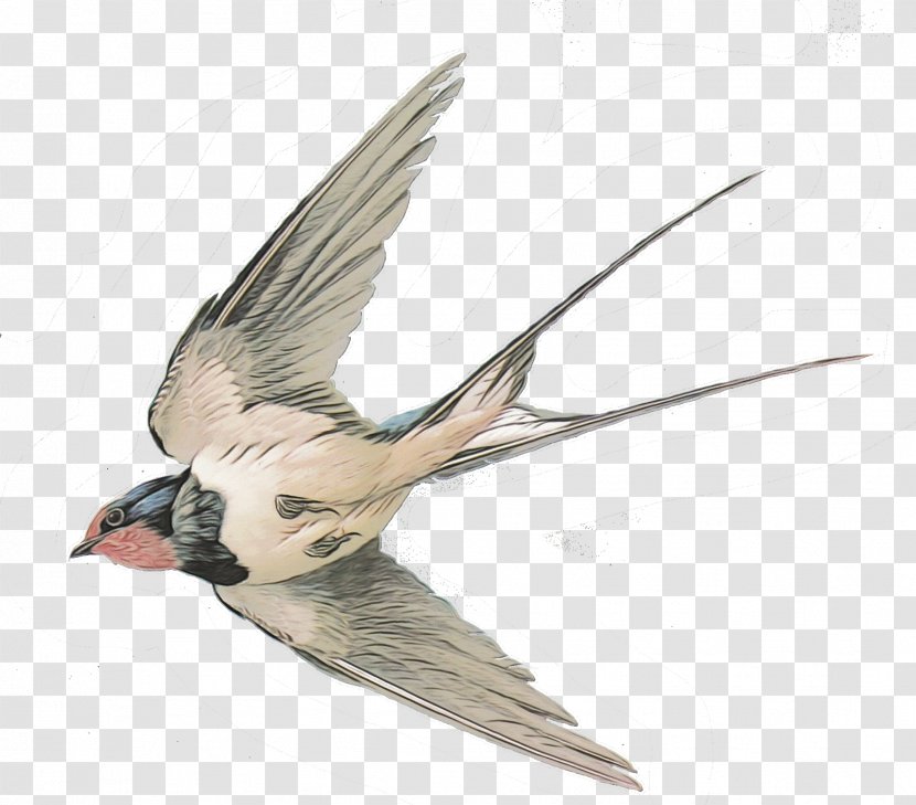 Hummingbird Tattoo - Pigeons And Doves - Cockatiel Transparent PNG